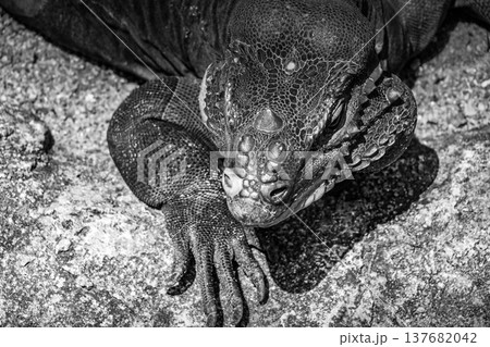 ジャングルを歩くコモドオオトカゲ（シンガポール） 137682042