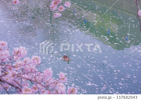 桜が埋め尽くす川を泳ぐカモ 137682043