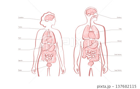 Internal Organs Sketch 137682115