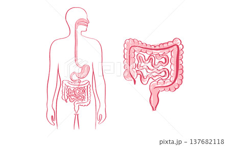 Digestive system diagram 137682118