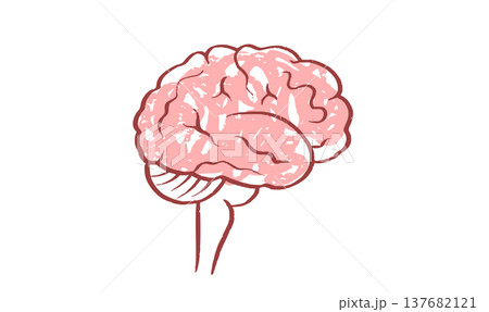 Human brain structure 137682121