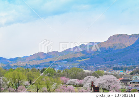 利根川地蔵橋からの風景　桜の咲く頃　群馬県沼田市　　　　 137682161