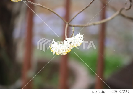 早春に咲くミツマタの花 137682227