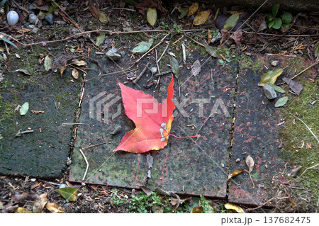 プラタン プラタナス スズカケノキ 紅葉 落ち葉 プラタン プラタナス スズカケノキ 紅葉 落ち葉 137682475