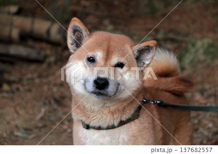 動物犬ペット愛犬皮膚病症状 137682557