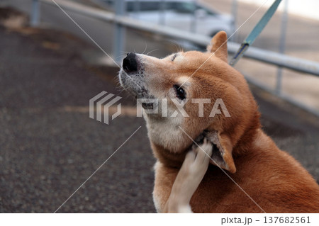 動物犬ペット愛犬皮膚病症状 137682561