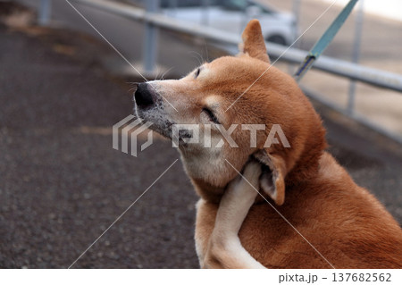 動物犬ペット愛犬皮膚病症状 動物犬ペット愛犬皮膚病症状 137682562