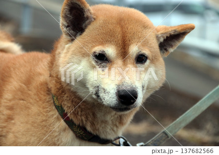 動物犬ペット愛犬皮膚病症状 137682566