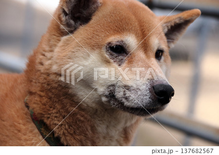 動物犬ペット愛犬皮膚病症状 動物犬ペット愛犬皮膚病症状 137682567