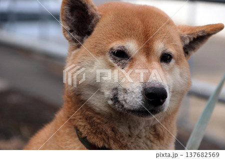 動物犬ペット愛犬皮膚病症状 動物犬ペット愛犬皮膚病症状 137682569