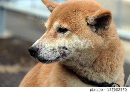 動物犬ペット愛犬皮膚病症状 137682570
