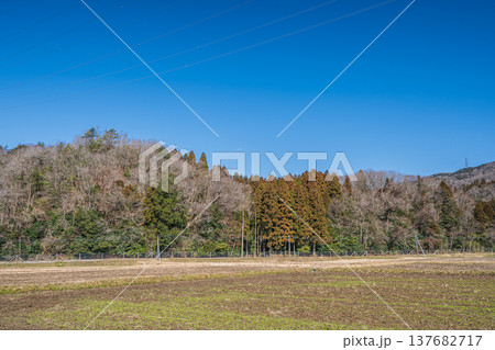 奥琵琶湖の田園風景　滋賀県長浜市近江塩津 137682717