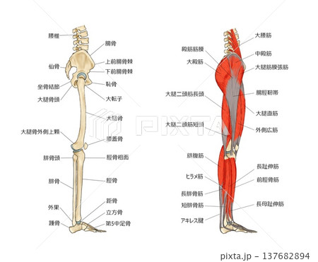 横から見た下肢の骨格と筋肉 横から見た下肢の骨格と筋肉 137682894