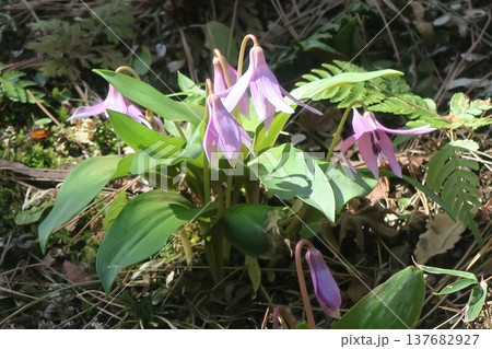 カタクリの花 カタクリの花 137682927