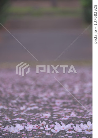 徒桜 徒桜 137682928