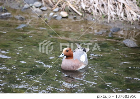 水辺にいるヒドリガモ 137682950