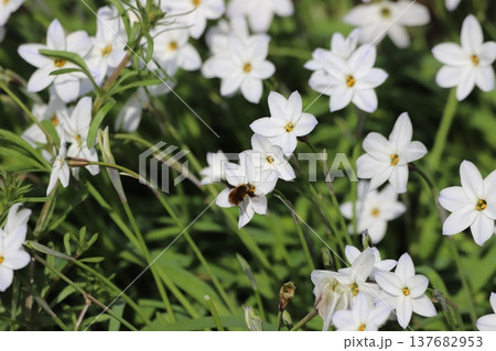 ハナニラの花 ハナニラの花 137682953