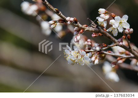 美しい梅の花 01 2026 137683034