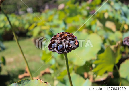蓮の花の後に大きくなった花托と黒い実 137683039