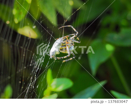 大きな獲物をt構えたコガネグモと白く光る蜘蛛の糸 137683047