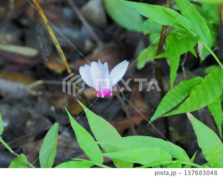 小型のかわいい花原種のシクラメンヘデリフォリウム 137683048