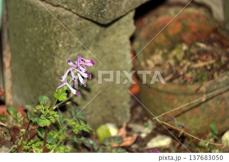 ムラサキケマン（紫華鬘） 137683050