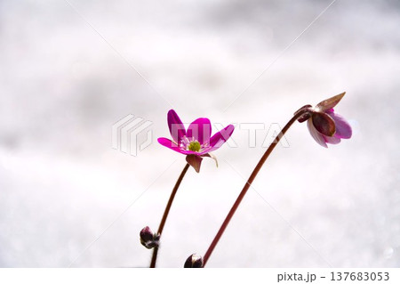 雪の中に咲くピンク色の雪割草の花 137683053