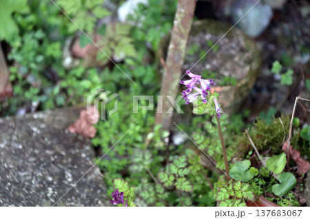 ムラサキケマン（紫華鬘） 137683067