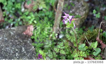 ムラサキケマン（紫華鬘） 137683068