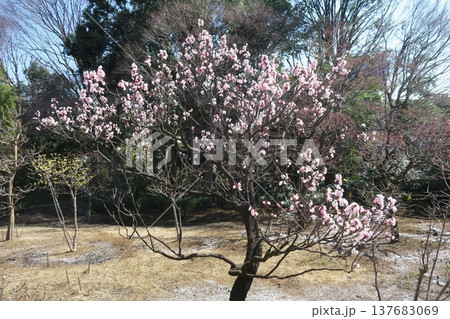 アンズの木 137683069