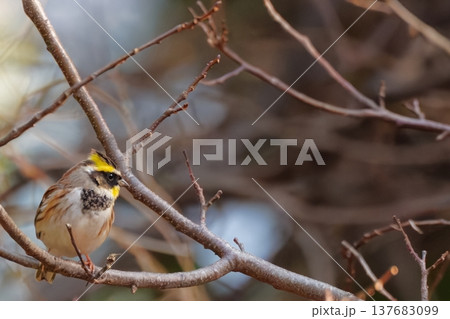 枝にとまるミヤマホオジロ(野鳥) 枝にとまるミヤマホオジロ(野鳥) 137683099