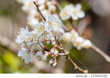 美しい梅の花 02 2026 美しい梅の花 02 2026 137683100