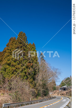 奥琵琶湖の針葉樹林　滋賀県長浜市近江塩津 137683104