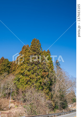 奥琵琶湖の針葉樹林　滋賀県長浜市近江塩津 137683105