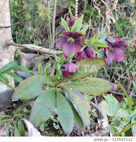 クリスマスローズ 137683122