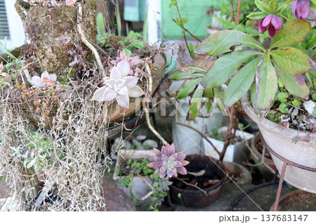多肉植物種類 多肉植物種類 137683147