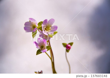 早春に咲く可憐な花ユキワリソウの花 137683148