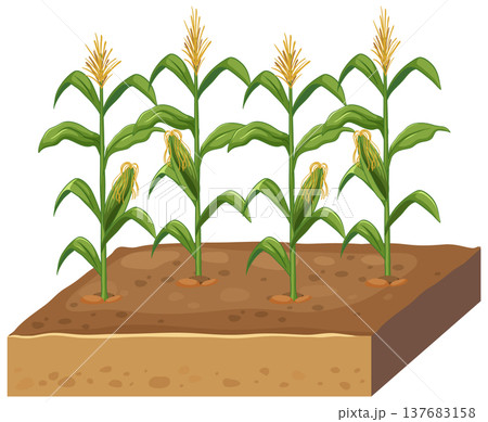 Vector Illustration of Corn Plants Growing in a Soil Cross Section 137683158