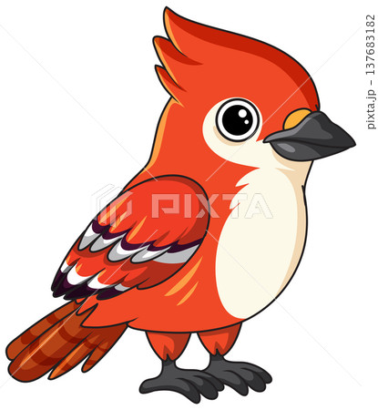 Cute Red Cardinal Bird Vector Illustration on White Background 137683182