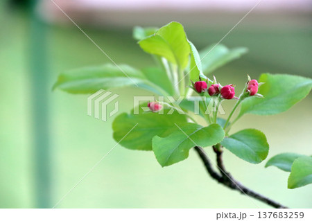 ヒメリンゴ花蕾 137683259