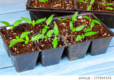Young plants grow in black trays on blue wooden table in garden setup 137683329