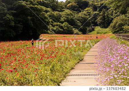 薄い花びらに光が当たり、色とりどりに輝きだす、花びら一つ一つに命が宿り光に透ける 137683482