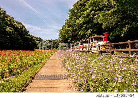 薄い花びらに光が当たり、色とりどりに輝きだす、花びら一つ一つに命が宿り光に透ける 137683484
