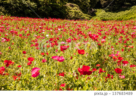 薄い花びらに光が当たり、色とりどりに輝きだす、花びら一つ一つに命が宿り光に透ける 薄い花びらに光が当たり、色とりどりに輝きだす、花びら一つ一つに命が宿り光に透ける 137683489