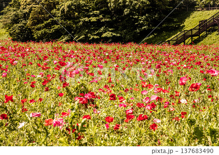 薄い花びらに光が当たり、色とりどりに輝きだす、花びら一つ一つに命が宿り光に透ける 137683490