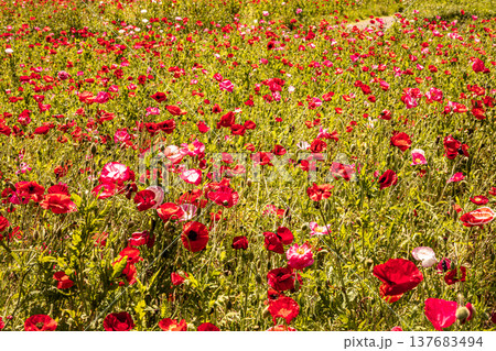 薄い花びらに光が当たり、色とりどりに輝きだす、花びら一つ一つに命が宿り光に透ける 薄い花びらに光が当たり、色とりどりに輝きだす、花びら一つ一つに命が宿り光に透ける 137683494