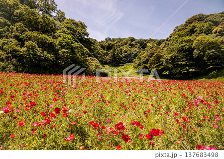 薄い花びらに光が当たり、色とりどりに輝きだす、花びら一つ一つに命が宿り光に透ける 137683498