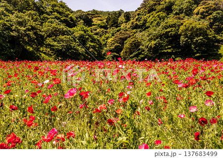 薄い花びらに光が当たり、色とりどりに輝きだす、花びら一つ一つに命が宿り光に透ける 137683499