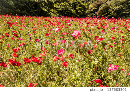 薄い花びらに光が当たり、色とりどりに輝きだす、花びら一つ一つに命が宿り光に透ける 薄い花びらに光が当たり、色とりどりに輝きだす、花びら一つ一つに命が宿り光に透ける 137683501