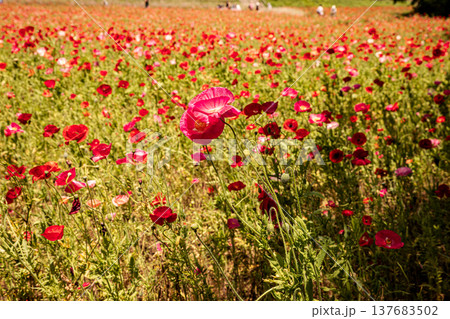 薄い花びらに光が当たり、色とりどりに輝きだす、花びら一つ一つに命が宿り光に透ける 薄い花びらに光が当たり、色とりどりに輝きだす、花びら一つ一つに命が宿り光に透ける 137683502